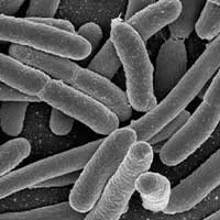 Lactobacillus Acidophilus supports metabolic function