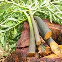 Glucomannan supports healthy post-meal glucose levels